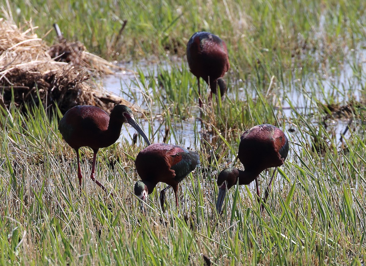 White-faced Ibis - Wolfgang Oesterreich