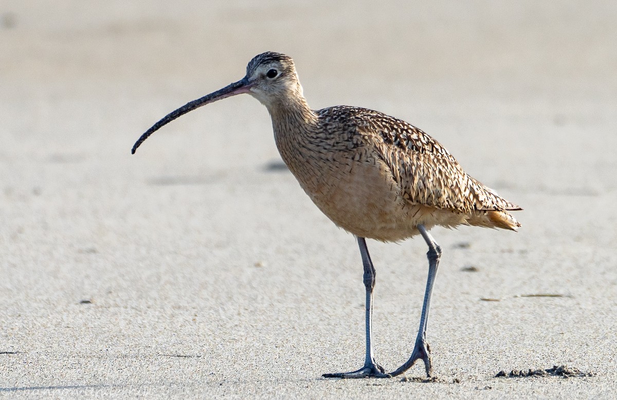 Long-billed Curlew - Shannon Underhill