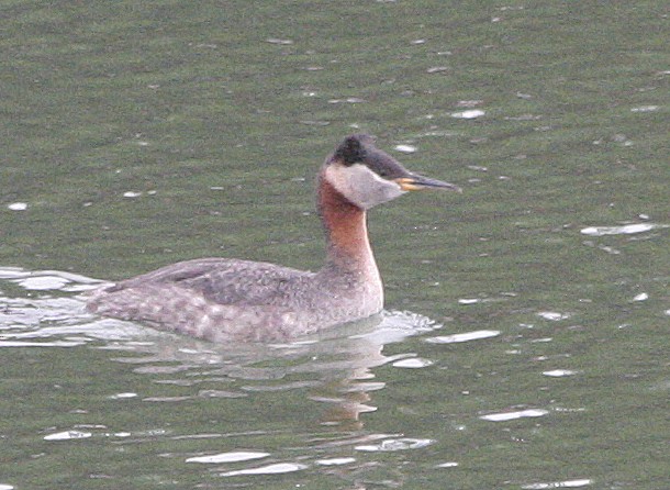 Red-necked Grebe - Jean Laperrière COHL