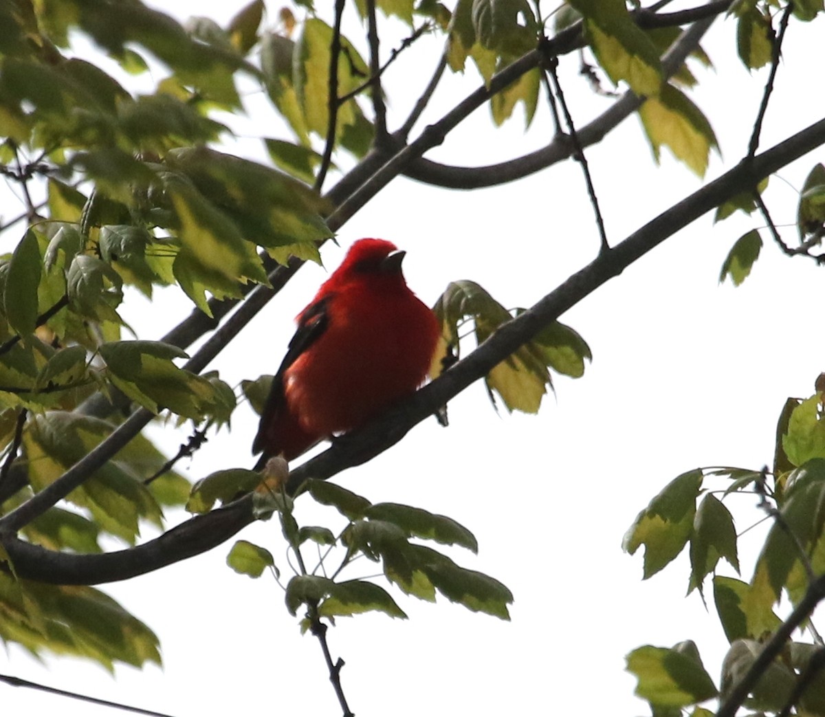 Scarlet Tanager - ML445765651