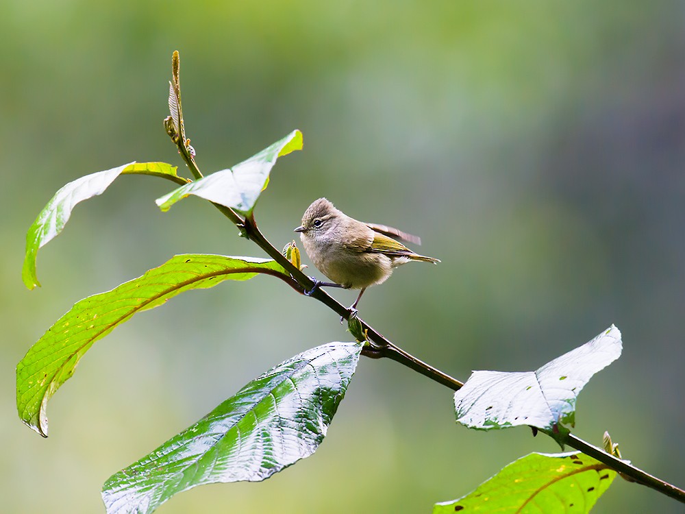 Yellow-browed Tit - ML44576741
