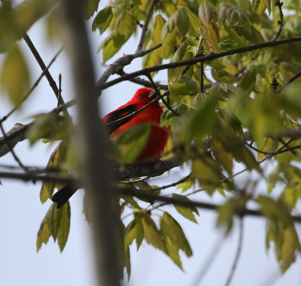 Scarlet Tanager - ML445768361