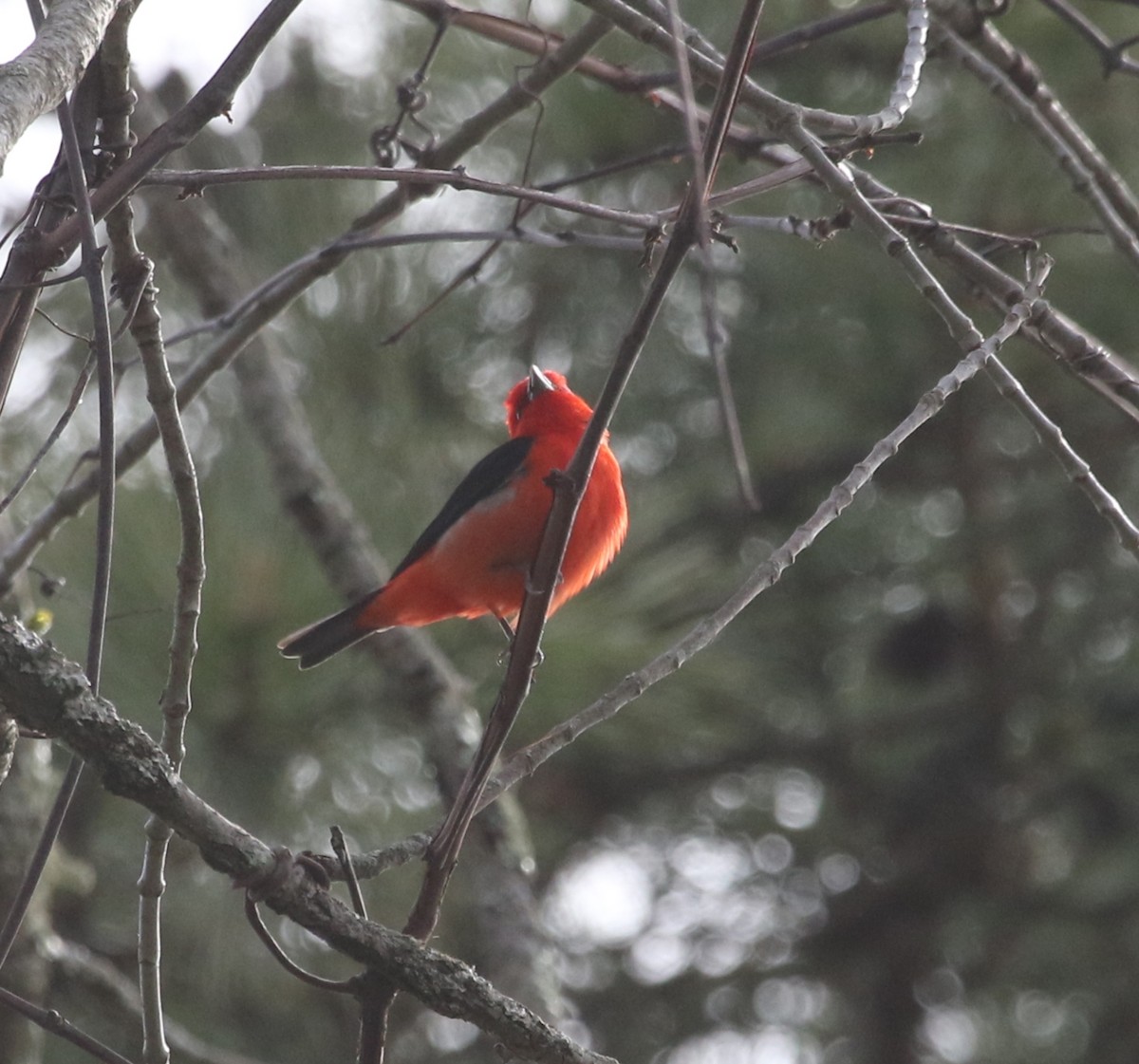 Scarlet Tanager - ML445772291