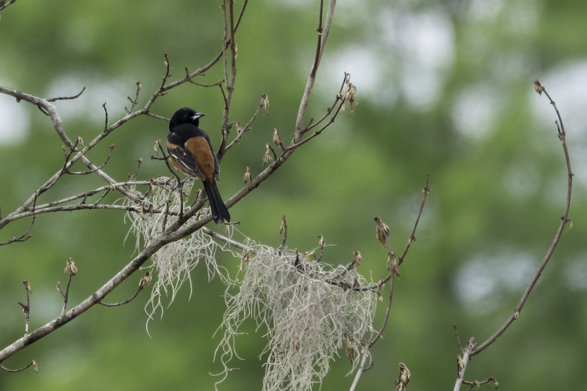 Orchard Oriole - ML445774001