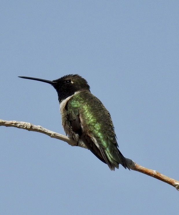 Black-chinned Hummingbird - Erin Jones