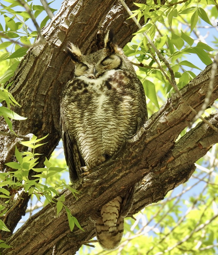 Great Horned Owl - ML445775771