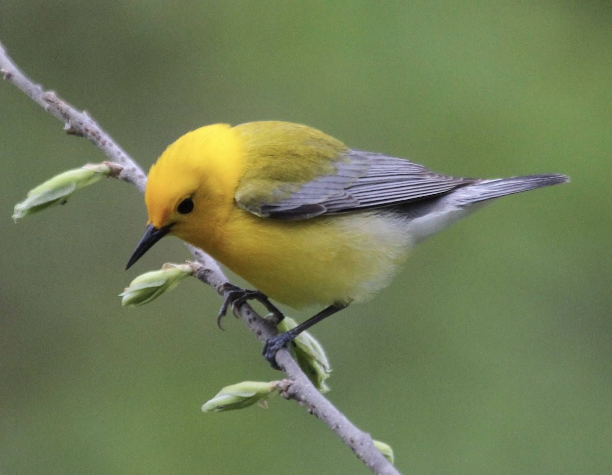 Prothonotary Warbler - ML445776461