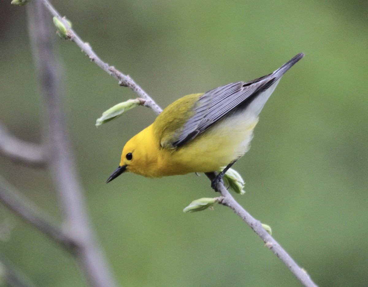 Prothonotary Warbler - ML445776501