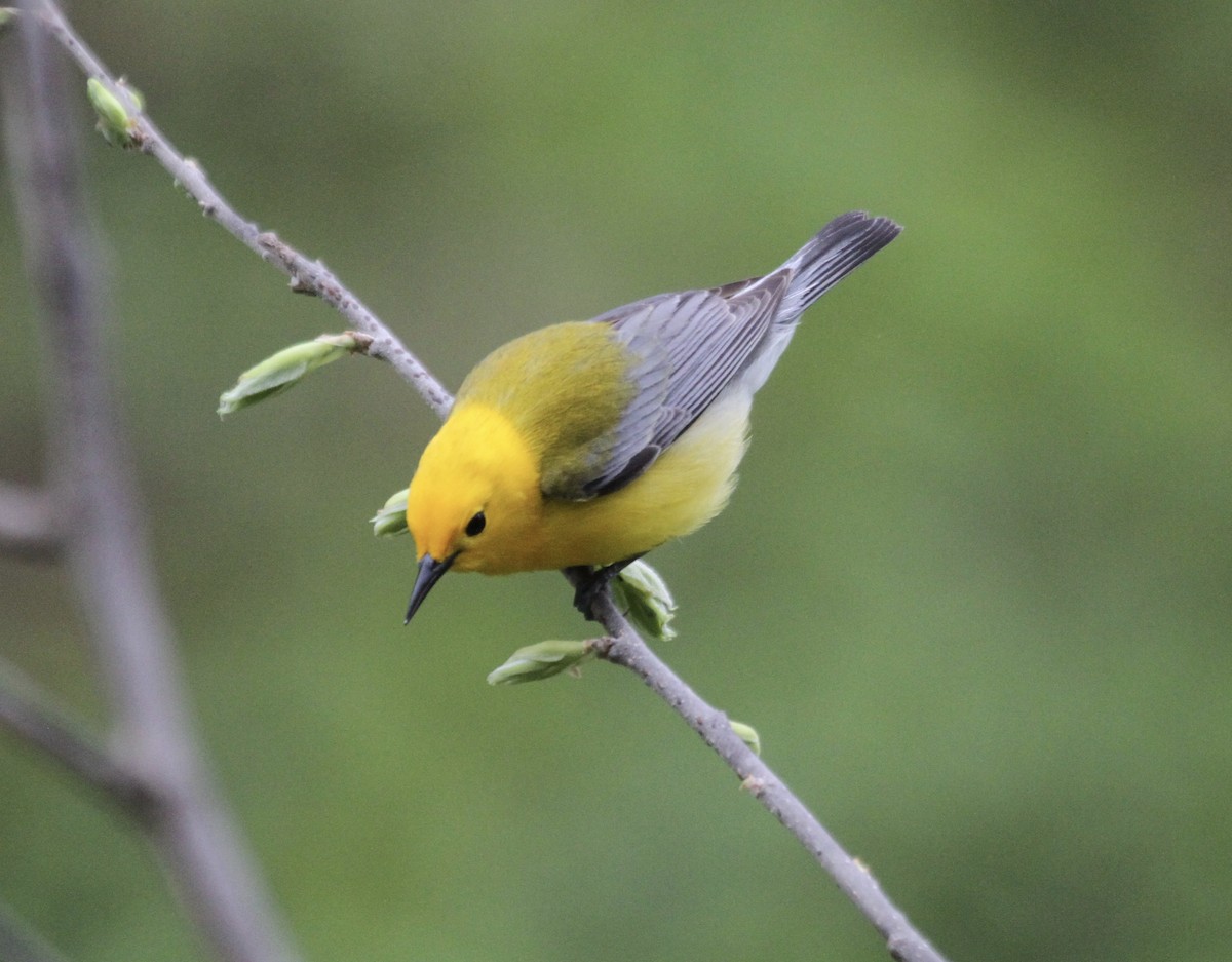Prothonotary Warbler - ML445776521