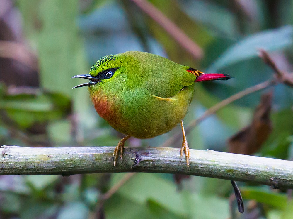 Fire-tailed Myzornis - ML44577871