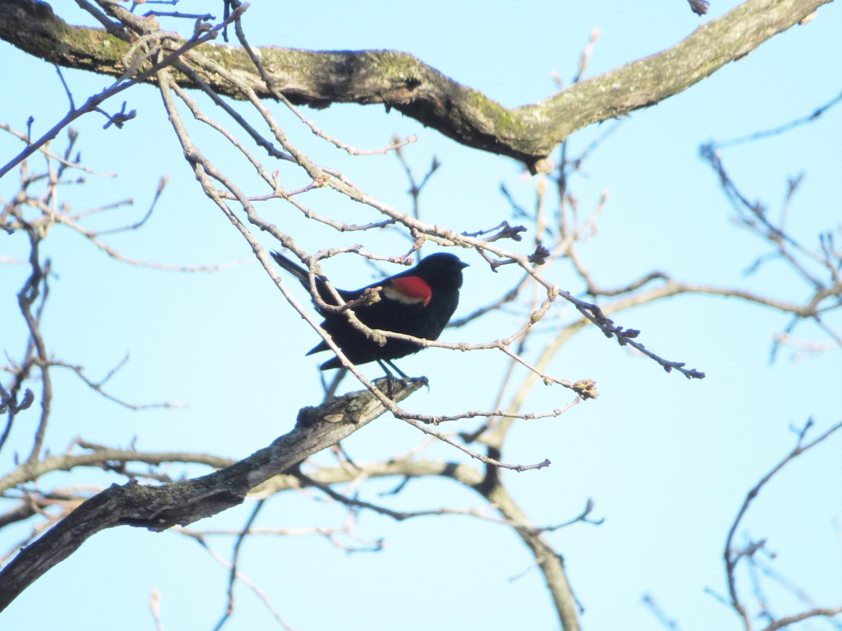 Red-winged Blackbird - ML445783021