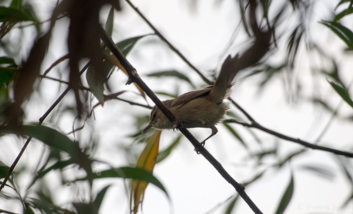 Clamorous Reed Warbler - Forest Botial-Jarvis