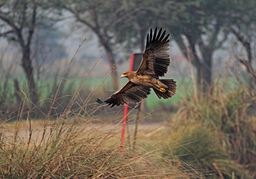 Indian Spotted Eagle - PANKAJ GUPTA