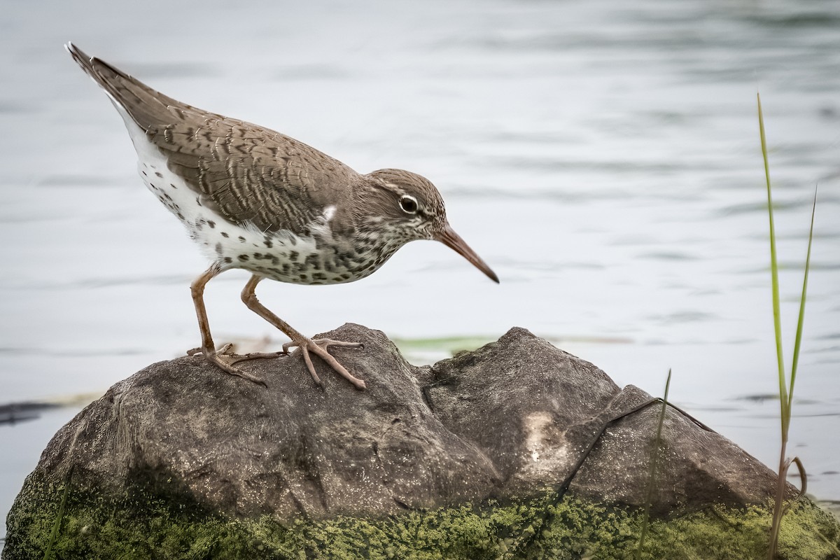 Spotted Sandpiper - Rick Wilhoit