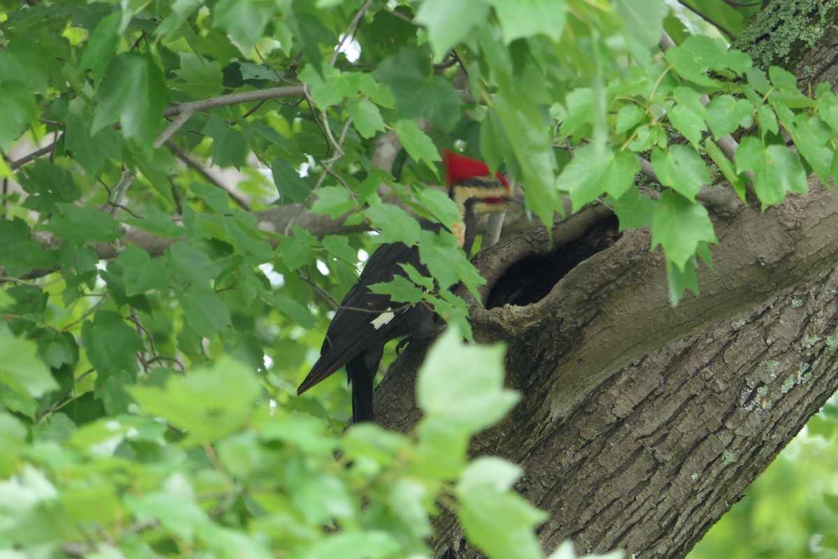 Pileated Woodpecker - ML445800631