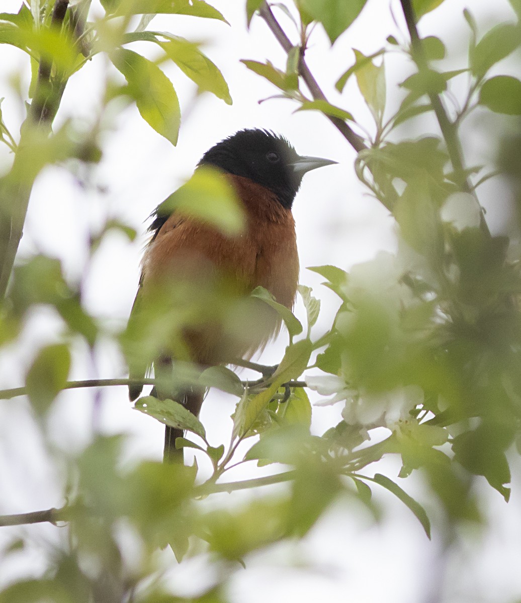 Orchard Oriole - ML445803261