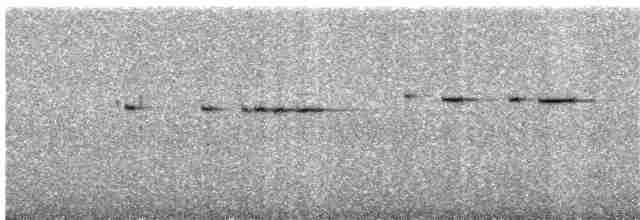 Spotted Elachura - ML44580451