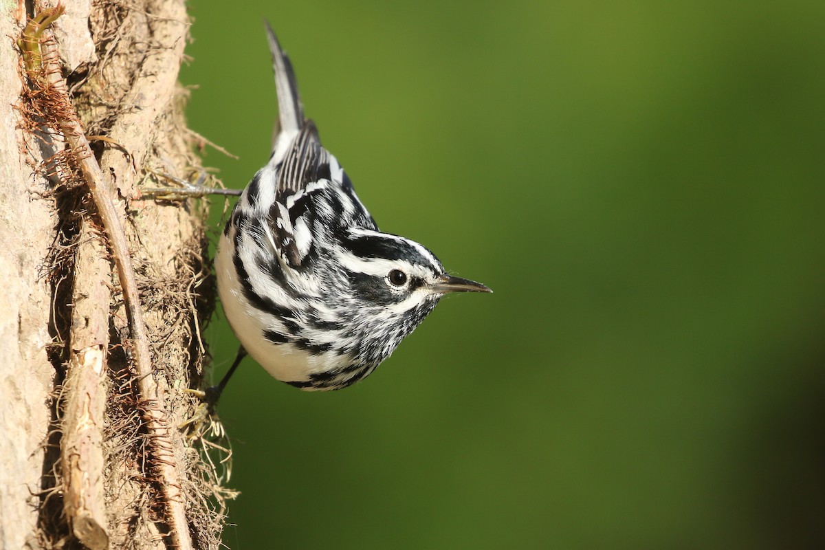 Black-and-white Warbler - ML445809981