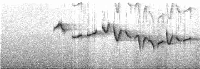 Тимелія-куцохвіст велика (підвид albiventer/pallidior) - ML44581531