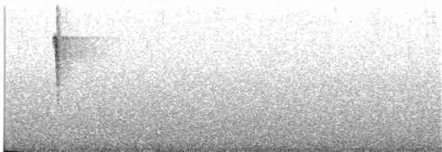 skjellstuttvinge (albiventer/pallidior) - ML44581551