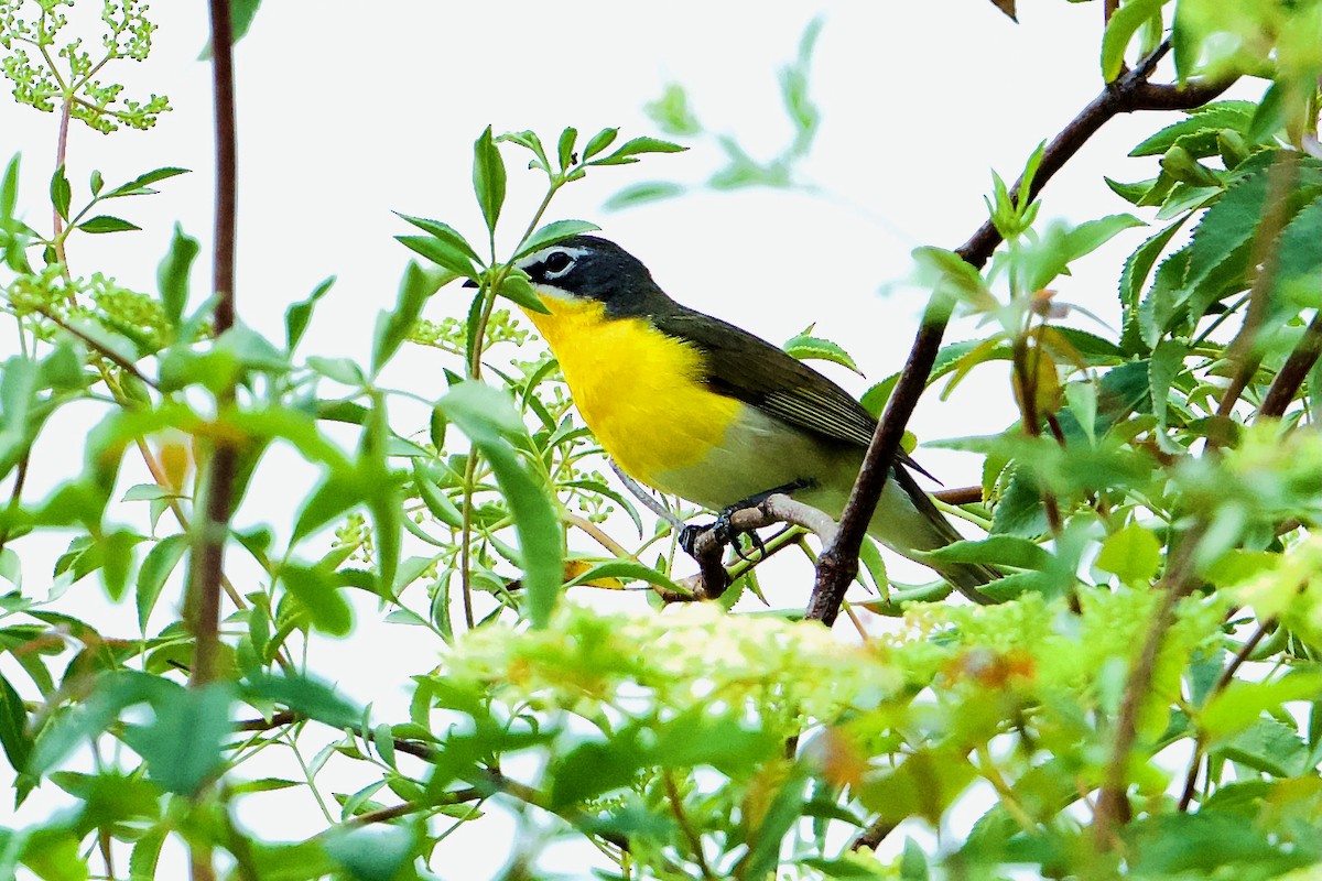 Yellow-breasted Chat - ML445816591