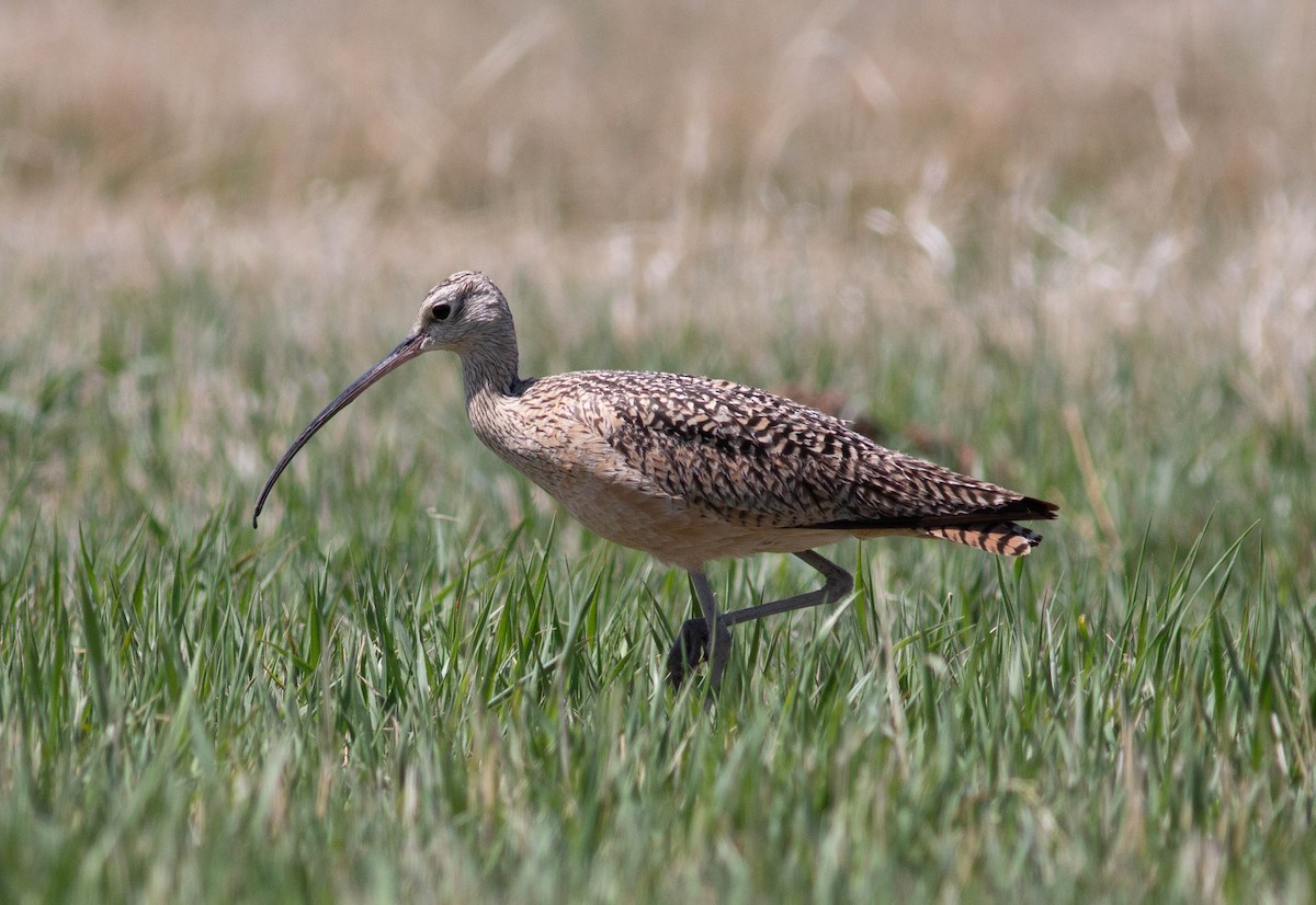 Long-billed Curlew - ML445817631