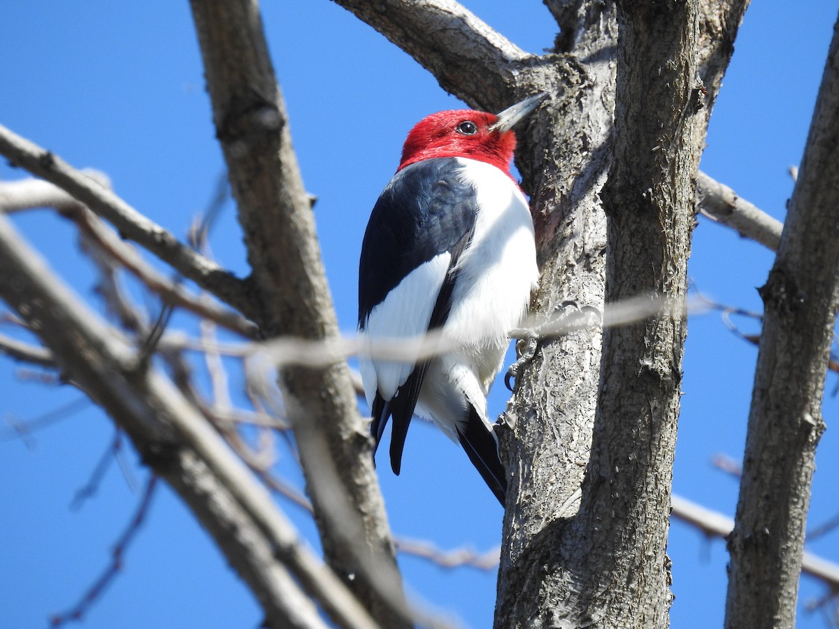 Red-headed Woodpecker - Dave HH