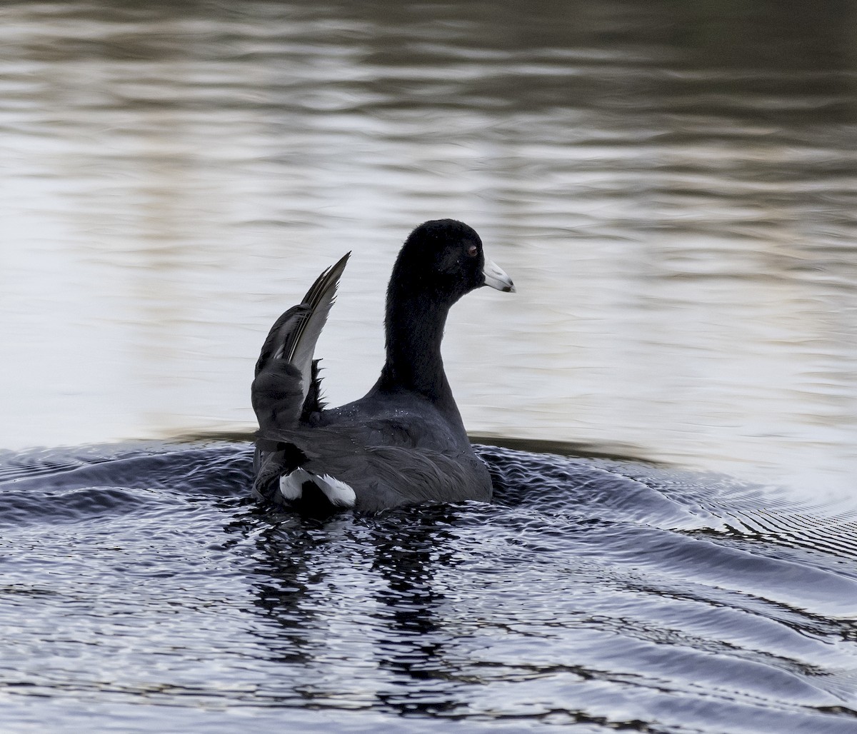 American Coot (Red-shielded) - David Hall