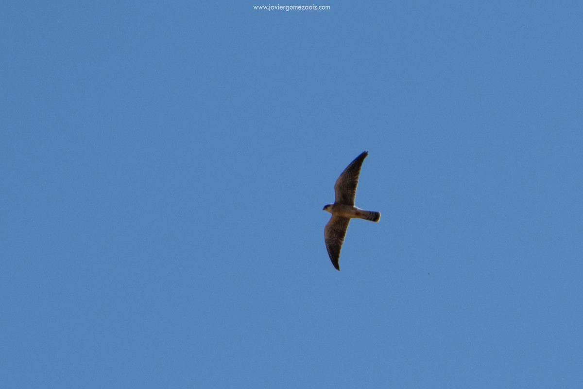 Red-footed Falcon - Javier Gomez