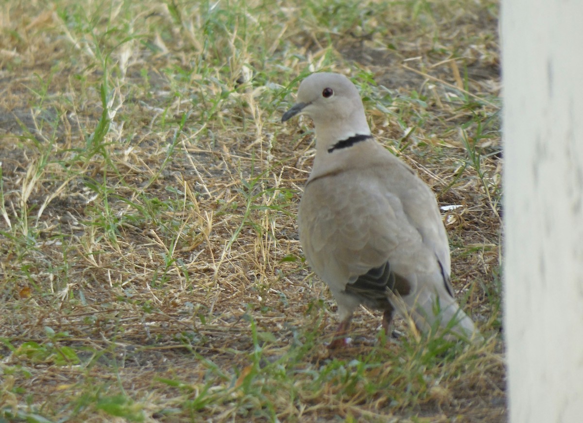 Eurasian Collared-Dove - Maynor Ovando