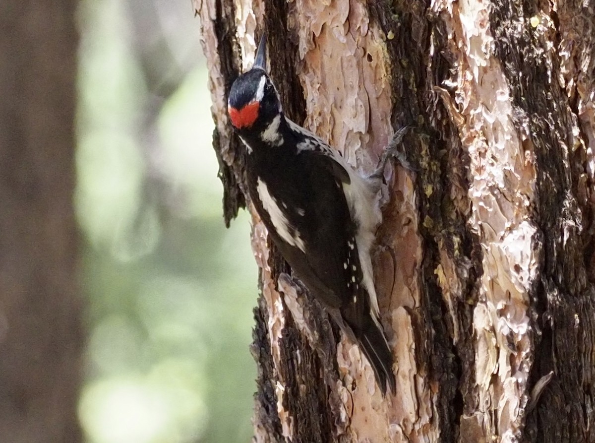 Hairy Woodpecker (Rocky Mts.) - ML445832211