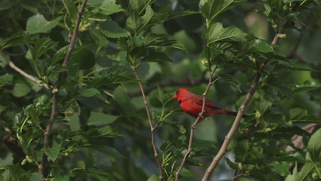 rødkardinal (cardinalis gr.) - ML445833281