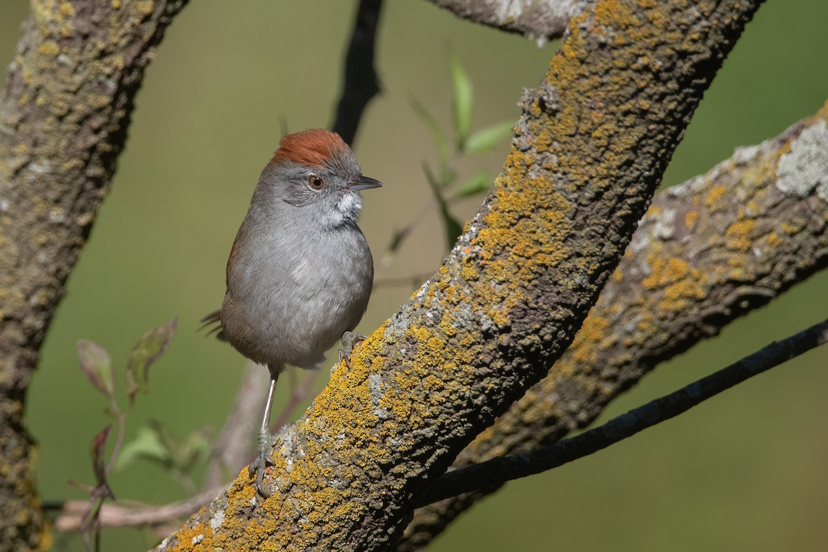 Sooty-fronted Spinetail - ML445834751
