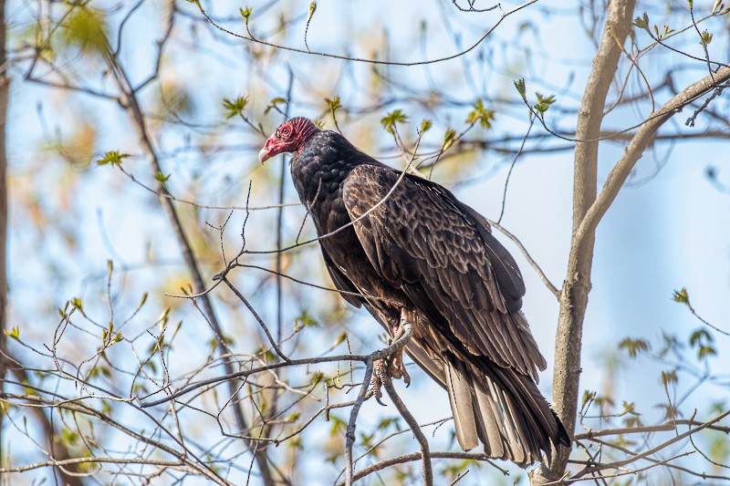 Turkey Vulture - ML445837211