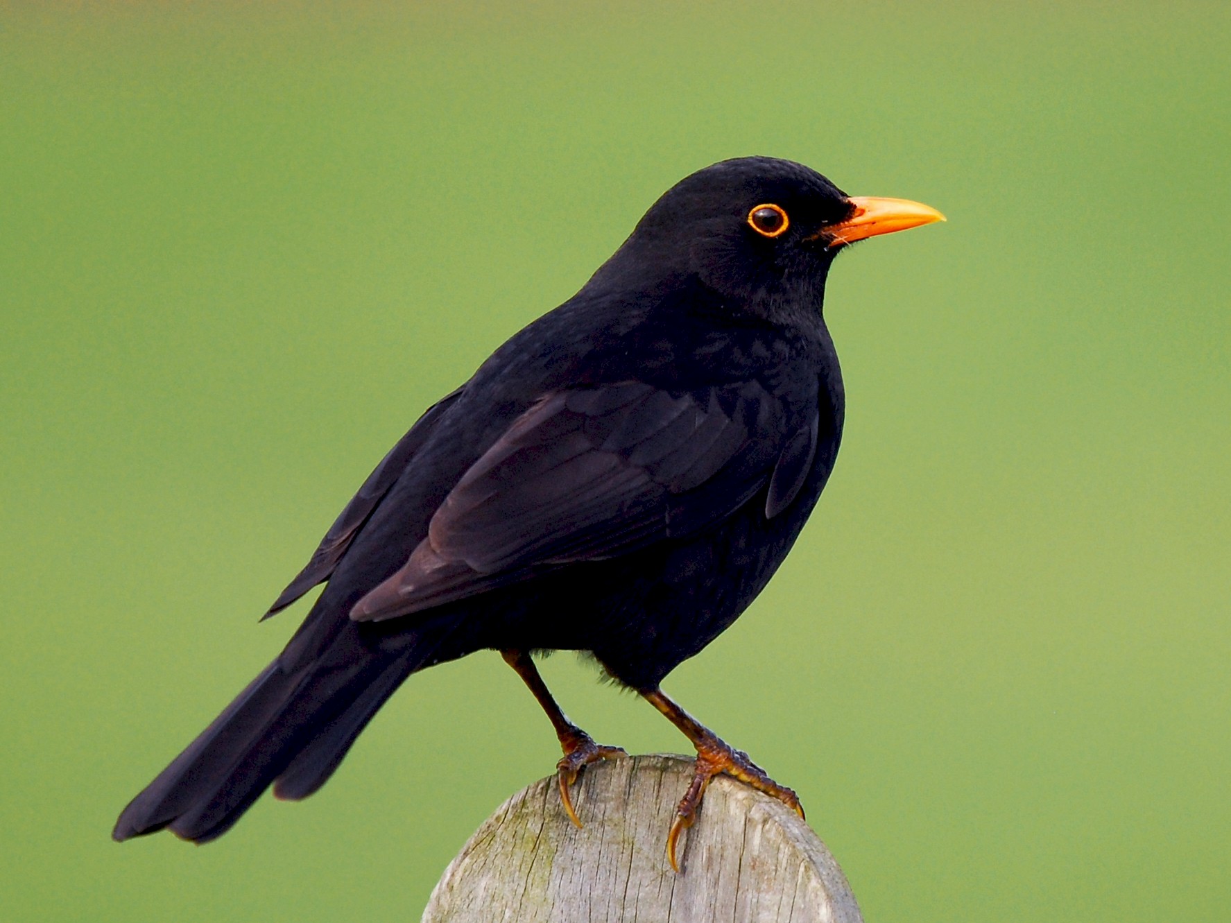 Eurasian Blackbird - eBird