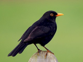 Eurasian Blackbird Turdus Merula Birds Of The World