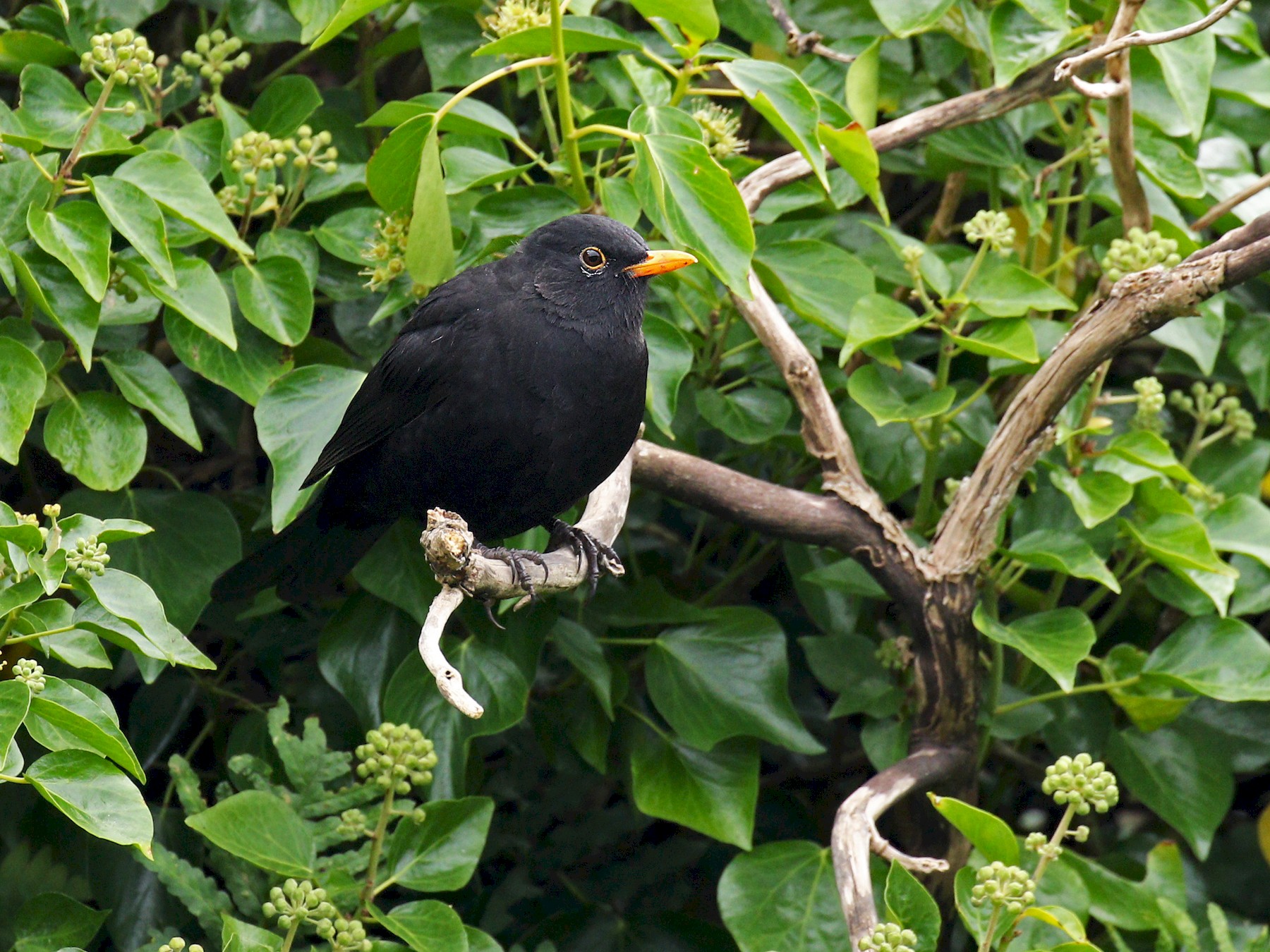 Eurasian Blackbird - Ryan Schain