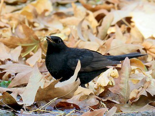  - Eurasian Blackbird