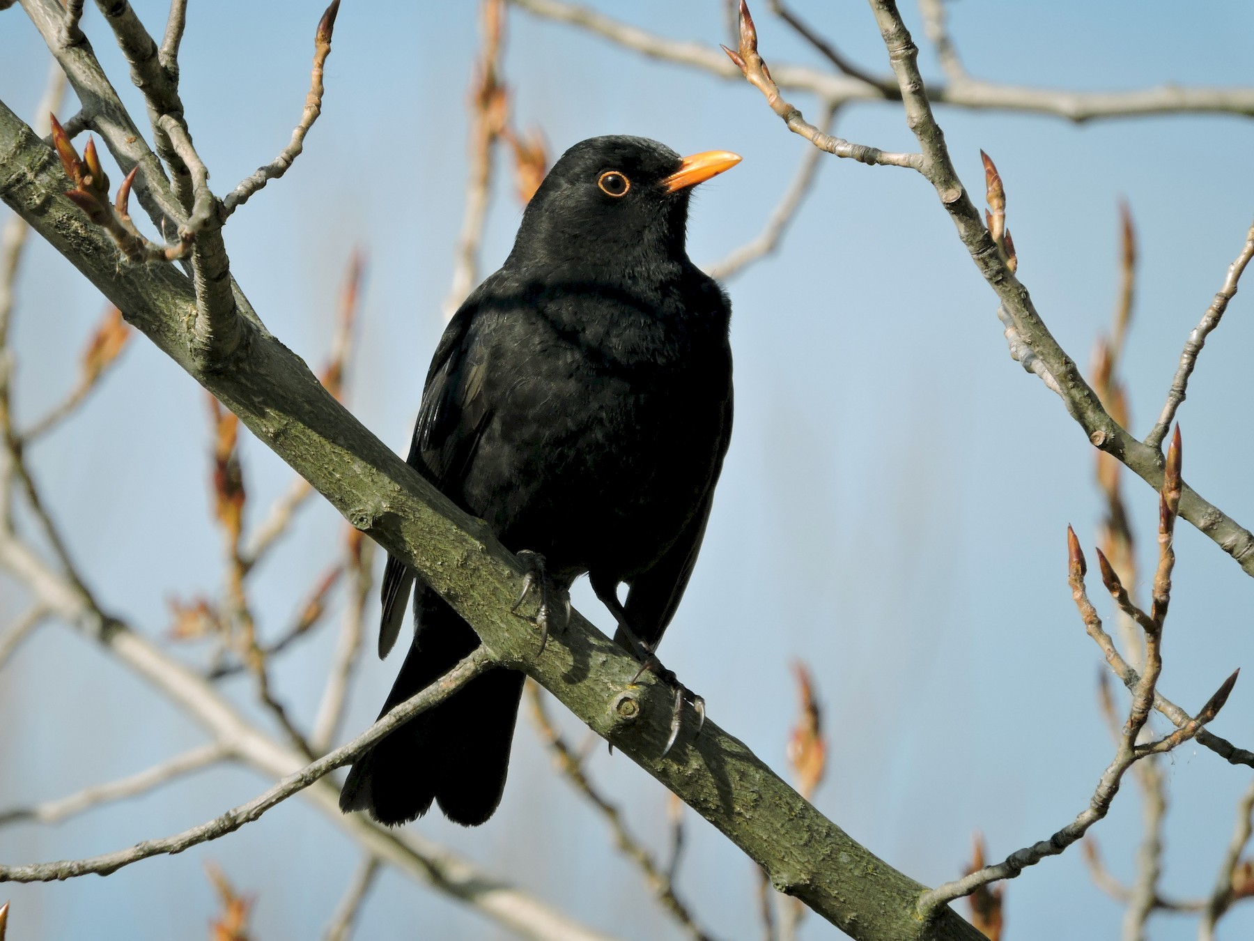 Eurasian Blackbird - Taylor Abbott