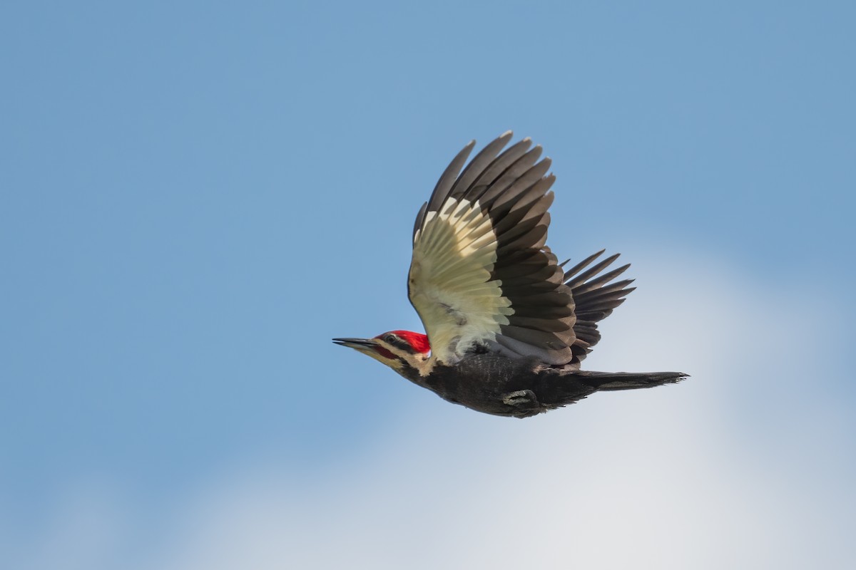 Pileated Woodpecker - N KC