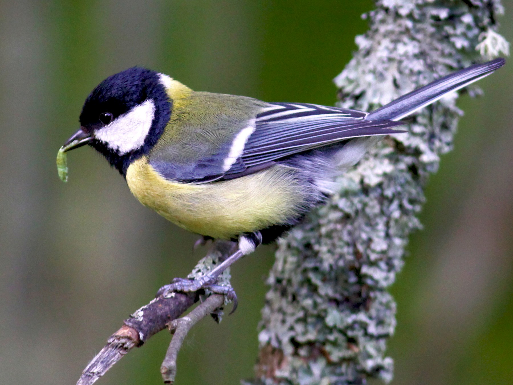 The Great Tit (Parus major) is a passerine bird in the tit family