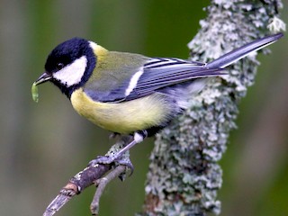 Nevara va bobo ortasida bepul porno jinsiy aloqa