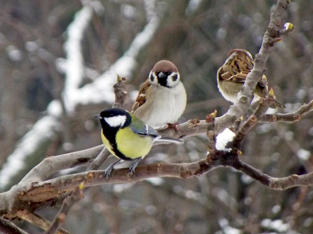 Adult (Great) (with Eurasian Tree Sparrow) - Great Tit - 