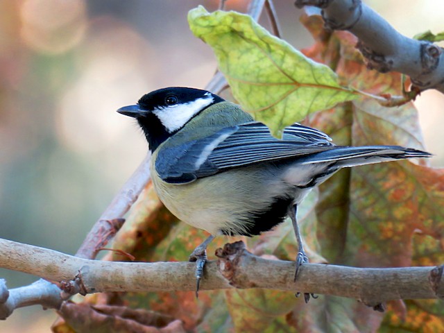 Adult (Great) - Great Tit - 