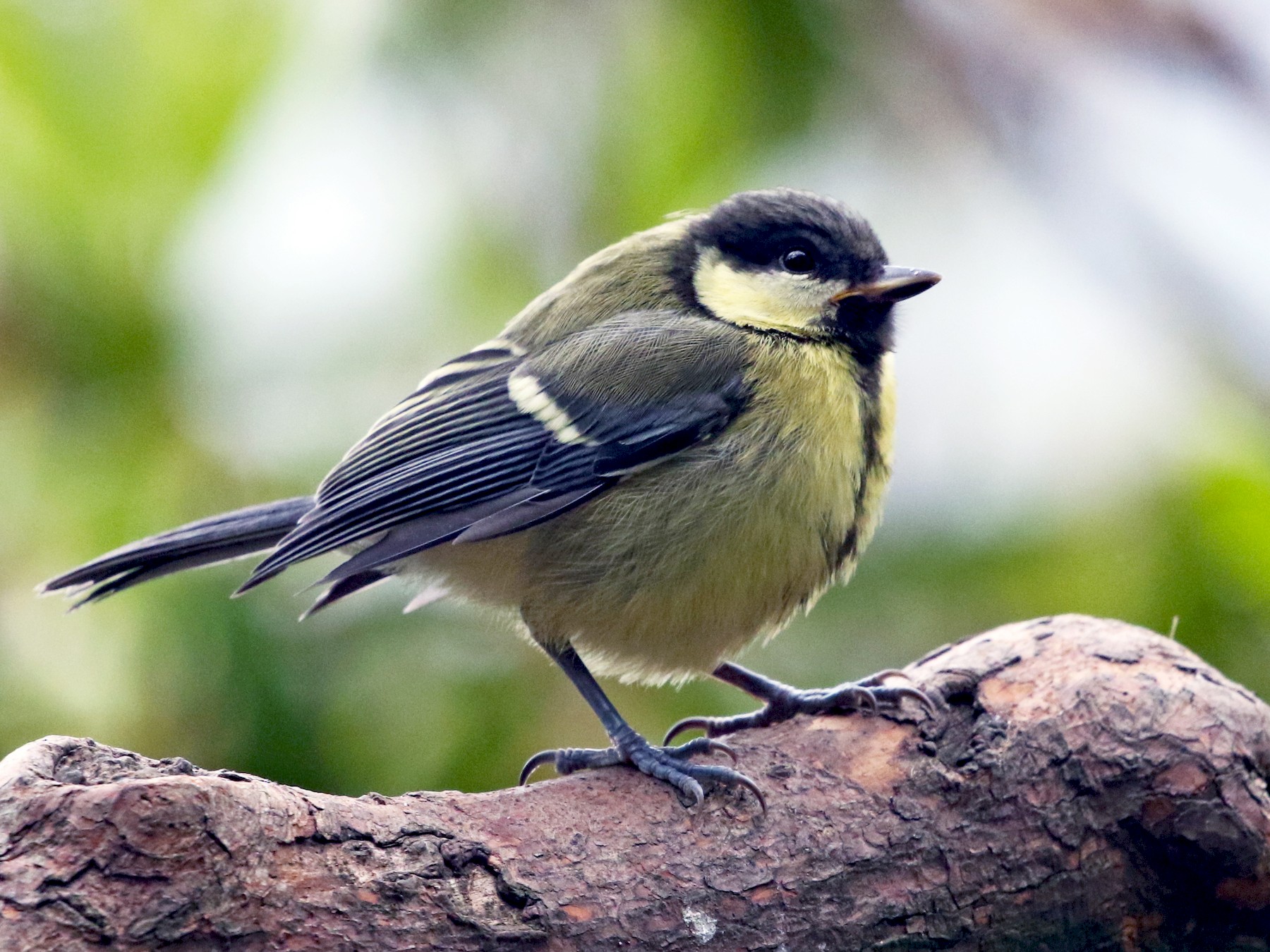 The great tit taking a bath, The Great Tit (Parus major) is…