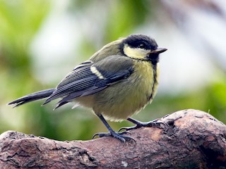 Голям синигер - eBird