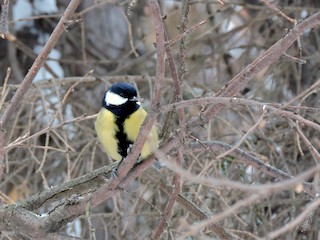 Голям синигер - eBird