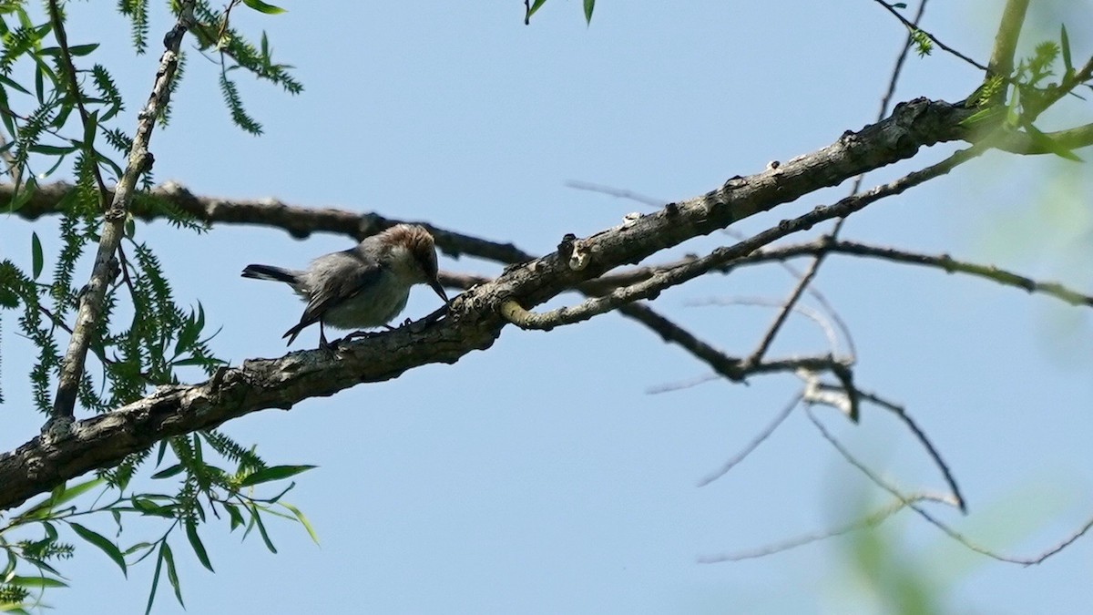 Brown-headed Nuthatch - ML445851201