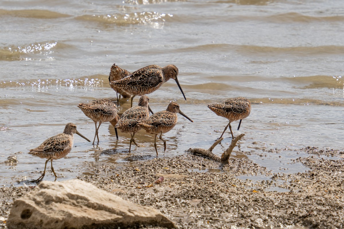 Long-billed Dowitcher - ML445851451