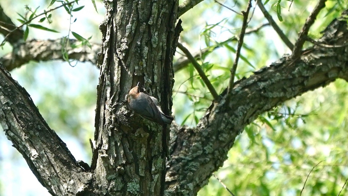 Brown-headed Nuthatch - ML445851491